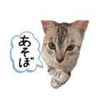 新入り！ぎんたろす（個別スタンプ：3）