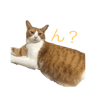 チャン猫のスタンプ（個別スタンプ：1）
