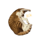 チャン猫のスタンプ（個別スタンプ：2）