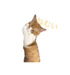 チャン猫のスタンプ（個別スタンプ：4）