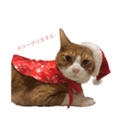 チャン猫のスタンプ（個別スタンプ：5）