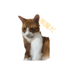 チャン猫のスタンプ（個別スタンプ：6）