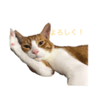 チャン猫のスタンプ（個別スタンプ：8）