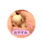 みるくの日々。（個別スタンプ：13）