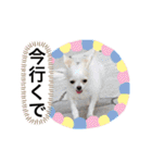 みるくの日々。（個別スタンプ：14）