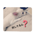 みるくの日々。（個別スタンプ：15）