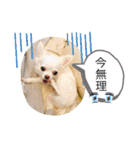 みるくの日々。（個別スタンプ：16）