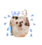 みるくの日々。（個別スタンプ：18）