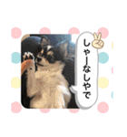 みるくの日々。（個別スタンプ：21）