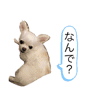 みるくの日々。（個別スタンプ：24）