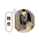 みるくの日々。（個別スタンプ：27）