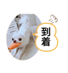 みるくの日々。（個別スタンプ：28）