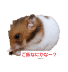 うちのハムスターたちスタンプ（個別スタンプ：1）