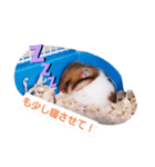 うちのハムスターたちスタンプ（個別スタンプ：3）