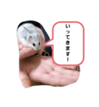 うちのハムスターたちスタンプ（個別スタンプ：5）