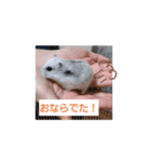 うちのハムスターたちスタンプ（個別スタンプ：7）