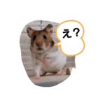 うちのハムスターたちスタンプ（個別スタンプ：8）