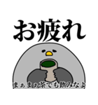 鳩の日常スタンプ（個別スタンプ：22）