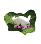 元気すぎたひなちゃんスタンプ（個別スタンプ：3）