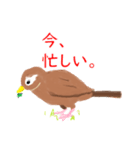 外来種ガビチョウ・スタンプ（個別スタンプ：17）