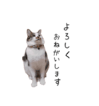 はるつないくら（個別スタンプ：1）