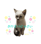 愛猫  ♂shin君 可愛い ネコ（個別スタンプ：2）