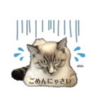 愛猫  ♂shin君 可愛い ネコ（個別スタンプ：4）