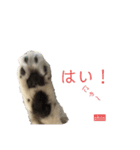 愛猫  ♂shin君 可愛い ネコ（個別スタンプ：5）