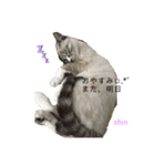 愛猫  ♂shin君 可愛い ネコ（個別スタンプ：7）