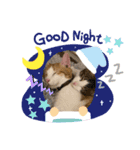 きなこ おもち こてつ スタンプ（個別スタンプ：3）