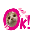 きなこ おもち こてつ スタンプ（個別スタンプ：5）