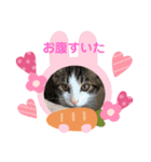 きなこ おもち こてつ スタンプ（個別スタンプ：6）