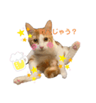 きなこ おもち こてつ スタンプ（個別スタンプ：7）