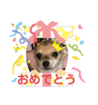 きなこ おもち こてつ スタンプ（個別スタンプ：8）