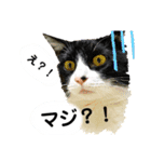 ねこのコーヒー（個別スタンプ：3）