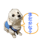 愛犬LEONのスタンプ（個別スタンプ：1）