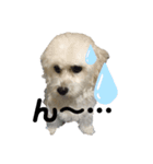 愛犬LEONのスタンプ（個別スタンプ：2）