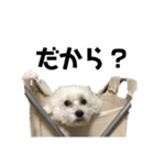 愛犬LEONのスタンプ（個別スタンプ：3）