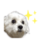 愛犬LEONのスタンプ（個別スタンプ：5）