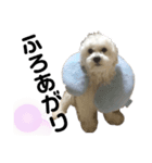 愛犬LEONのスタンプ（個別スタンプ：7）