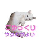 飼い猫マロ＆シャム 2（個別スタンプ：2）