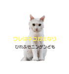 飼い猫マロ＆シャム 2（個別スタンプ：3）