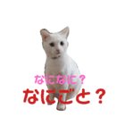 飼い猫マロ＆シャム 2（個別スタンプ：5）