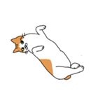 うちの猫ときどき犬（個別スタンプ：27）