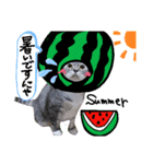 ネコ満載（個別スタンプ：6）