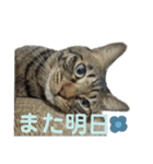とらせなブラザーズその③（個別スタンプ：2）