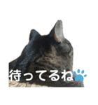 とらせなブラザーズその③（個別スタンプ：3）