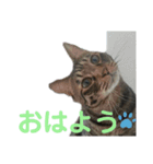 とらせなブラザーズその③（個別スタンプ：5）
