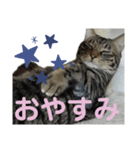 とらせなブラザーズその③（個別スタンプ：6）