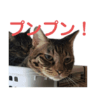 とらせなブラザーズその③（個別スタンプ：7）